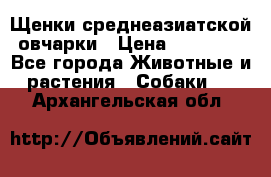 Щенки среднеазиатской овчарки › Цена ­ 20 000 - Все города Животные и растения » Собаки   . Архангельская обл.